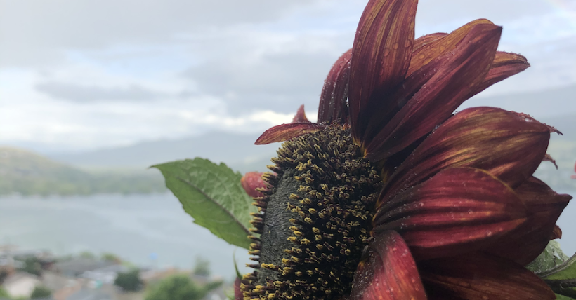 The HOLM Stretch July 10, 2020 